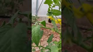 18022022 Ilk Salkımların Arı Ile Buluşmasi. Dikim Tarihi 15 Ocak