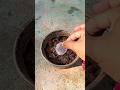Dragon Fruit Ka Ped Kaise Lagayen || How To Grow Dragon Fruit Plant 🌱🍑#motivational #dragonfruit
