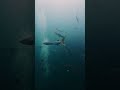 31 Dec #fish #nature #batfish #nature #oceanlife  #scubadiving #ocean  #water #sailrock #barracuda