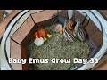 Watching Our Baby Emus Grow – Day 33