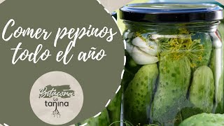 Como comer PEPINO todo el año. CONSERVAR la cosecha.