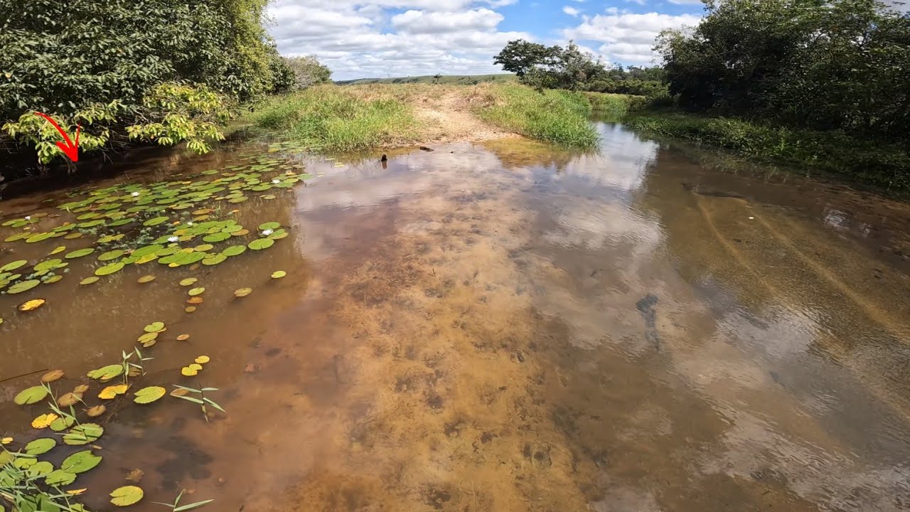 Estavam embaixo do mato e ninguém viu!  