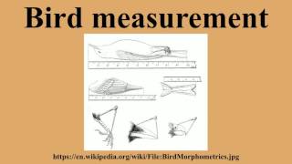 Bird measurement