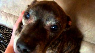 Nero - 11 Year Old Death Row Survivor