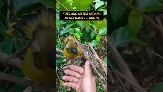 aneh burung kutilang sutra liar bisa jinak demi menjaga sarangnya