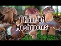 1 hour of mushroom foraging  the best of boletus  edulis reticulatus pinophilus  funghi porcini
