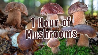 1 Hour of Mushroom Foraging  The Best of Boletus  Edulis, Reticulatus, Pinophilus  Funghi porcini