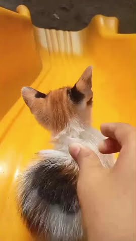 kucing main perosotan 🗿#gabut