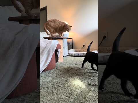 ARE YOU KIDDING ME ๐ญ #cat #cats #kitten #kittens @iamgooseontheloose