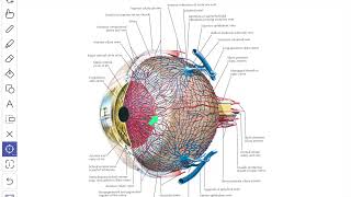 Artery Blood supply of the eye