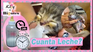 Cuanta leche darle a un gatito y cada cuando?⏰ Gatitos herfanos