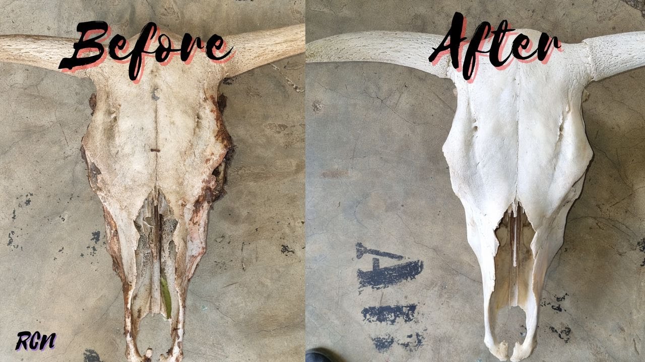 Cleaning a bull skull | How to whiten a Skull | How to clean a skull