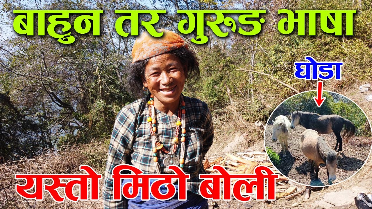 बाहुन भएपनि गुरुङ भाषा फरर बोल्ने आमासँग घोडा पालन बारेमा कुराकानी ! │Nepal Chitra