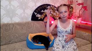 Минимум для поездки с собакой/Вещи для собак/Той-терьер Тайсон. Минимум для поездки с собакой/Вещи для собак/Той-терьер Тайсон.