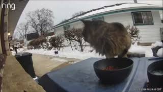  “A mysterious visitor… captured in its first and final moments on camera”