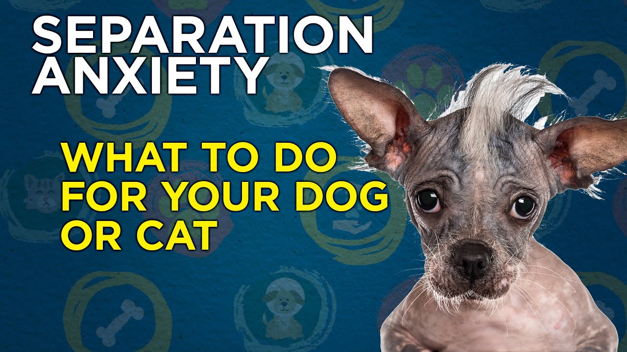Separation Anxiety in Dogs , Cats and Pets Video - YouTube