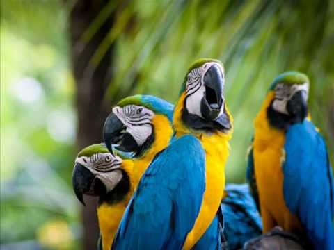Burung Nuri....