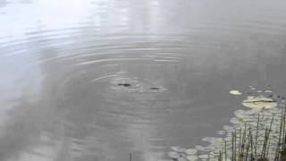 Platypus With Wait A While Rainforest Tours