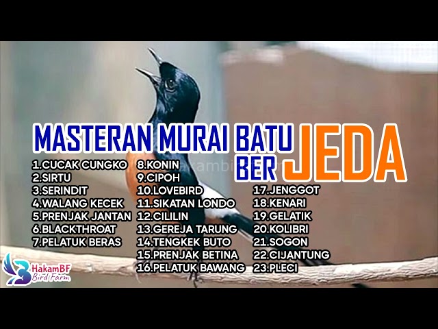 Masteran murai batu batu jeda gemericik air #masteranmuraibatu class=