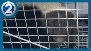 2nd skunk found at harbor; where are they coming from?