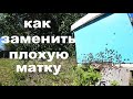 Как заменить дефектную маточку на облётную из нуклеуса. Надёжный способ.