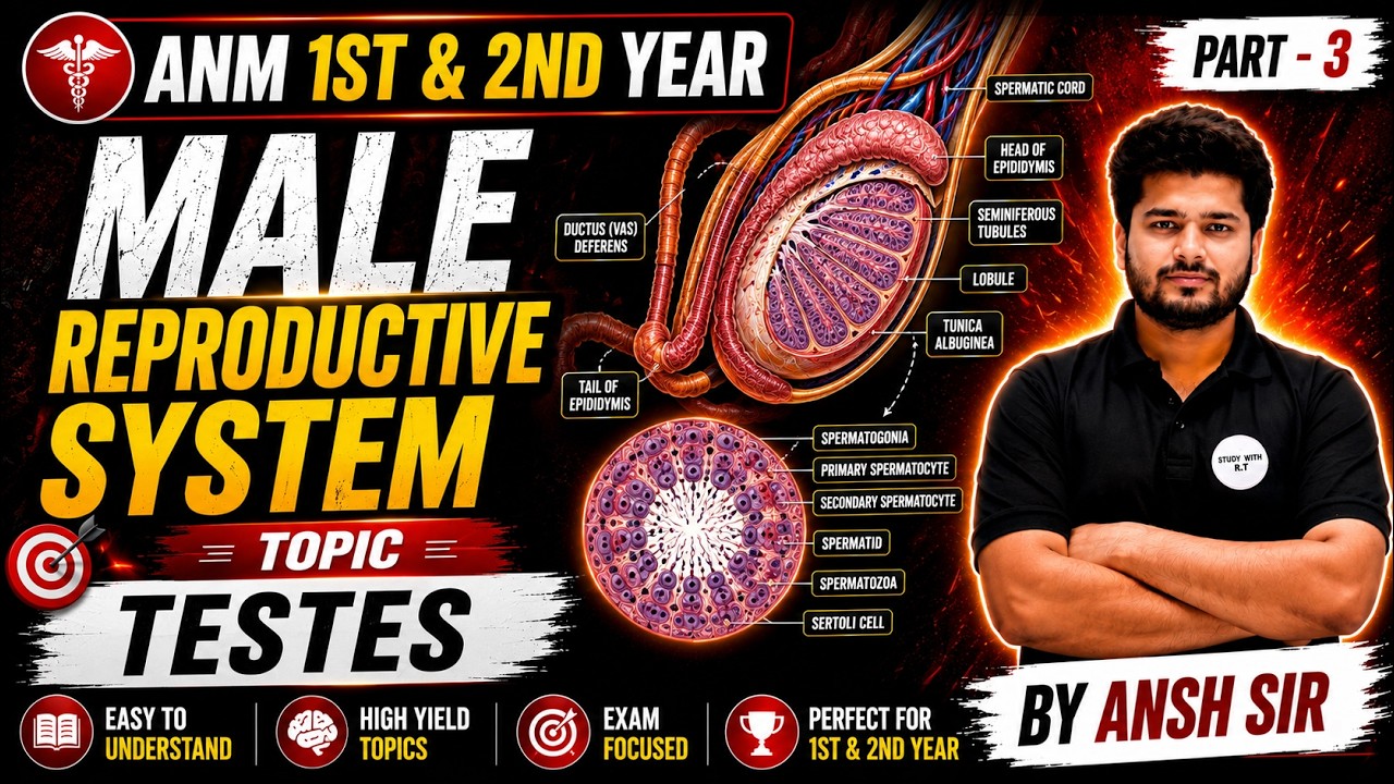 ANM Male Reproductive System Part-3 🔥 | Testes Full Explanation | ANM ...