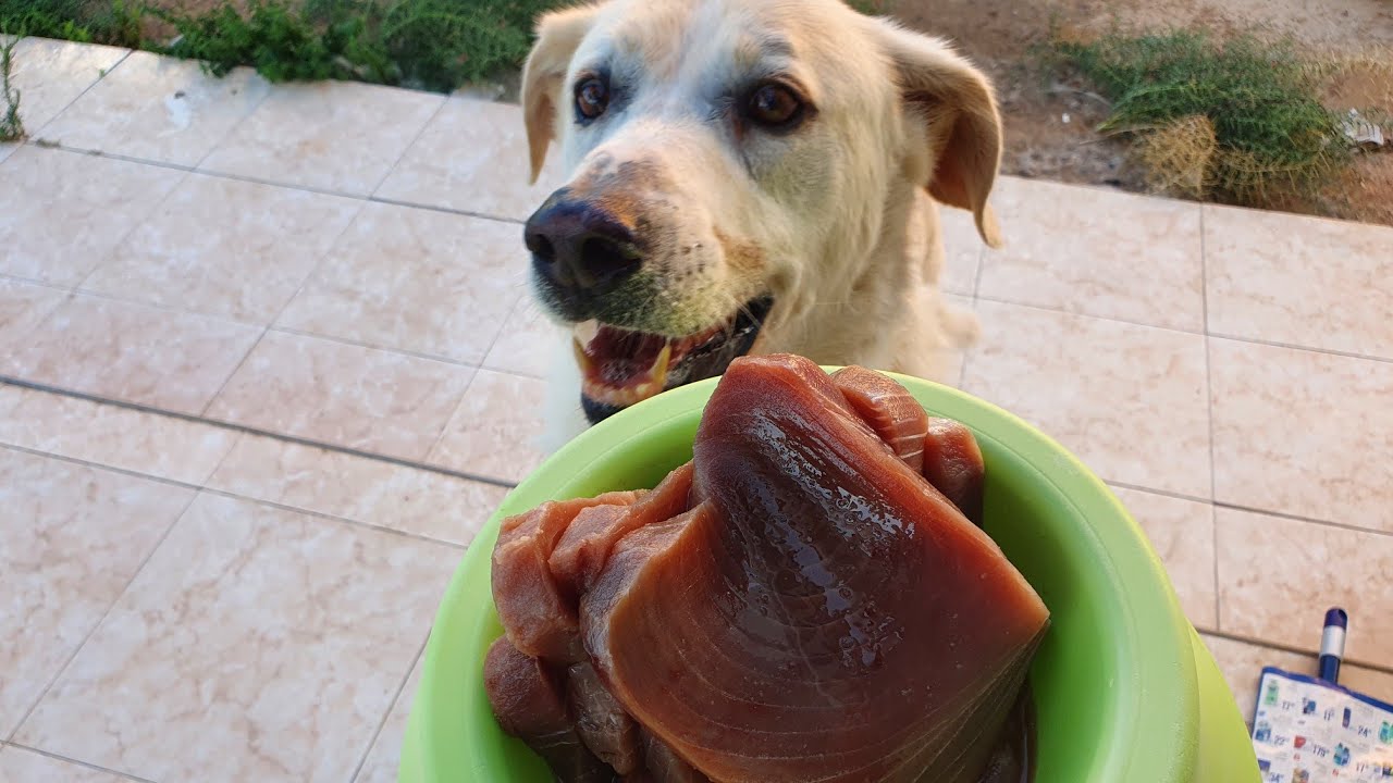 dog eat raw tuna fish YouTube