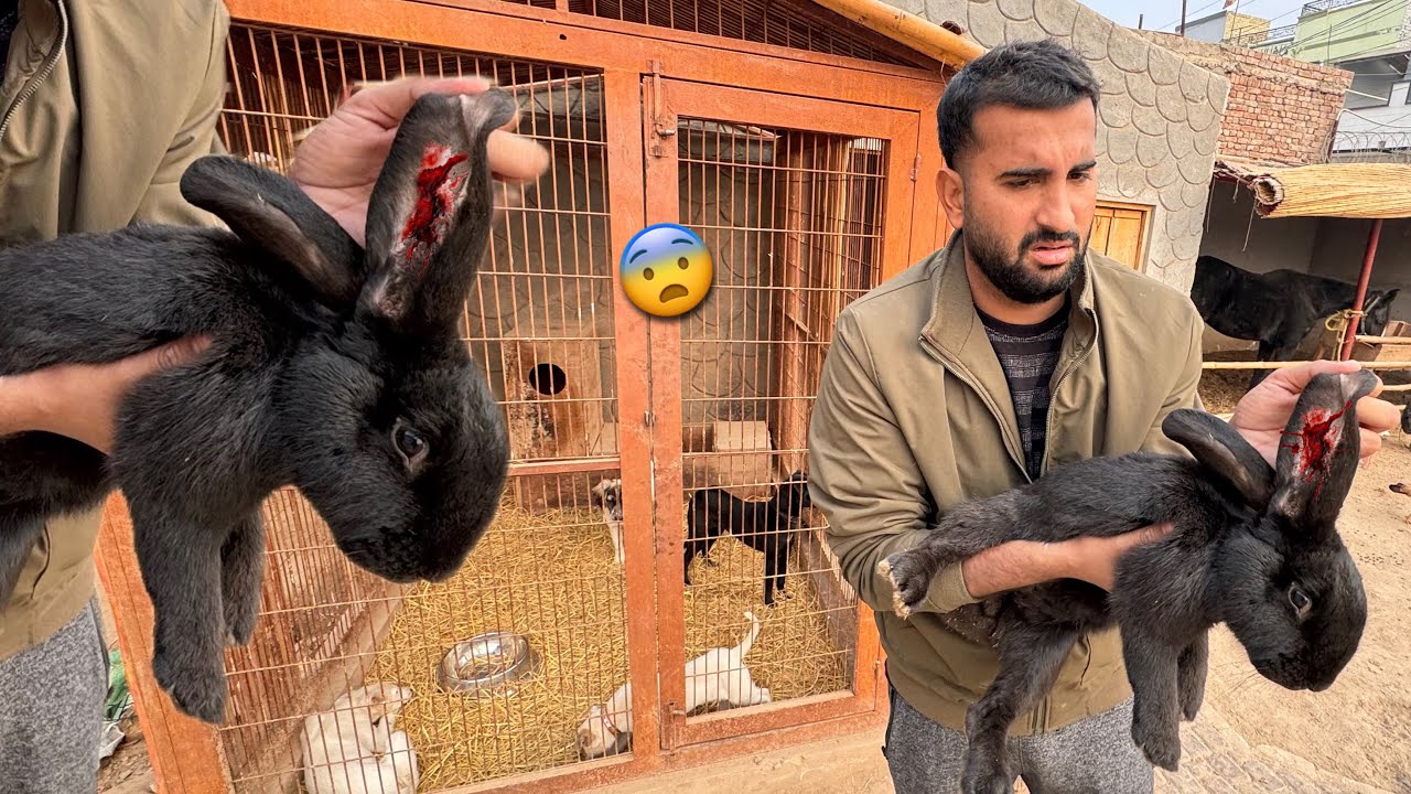 Big Rabbit Ko Kia Hoa 😓