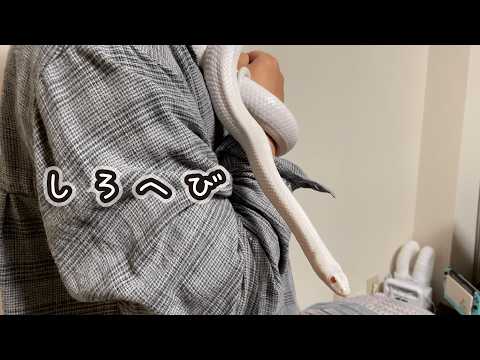 SHIROヘビのコハクさん - YouTube