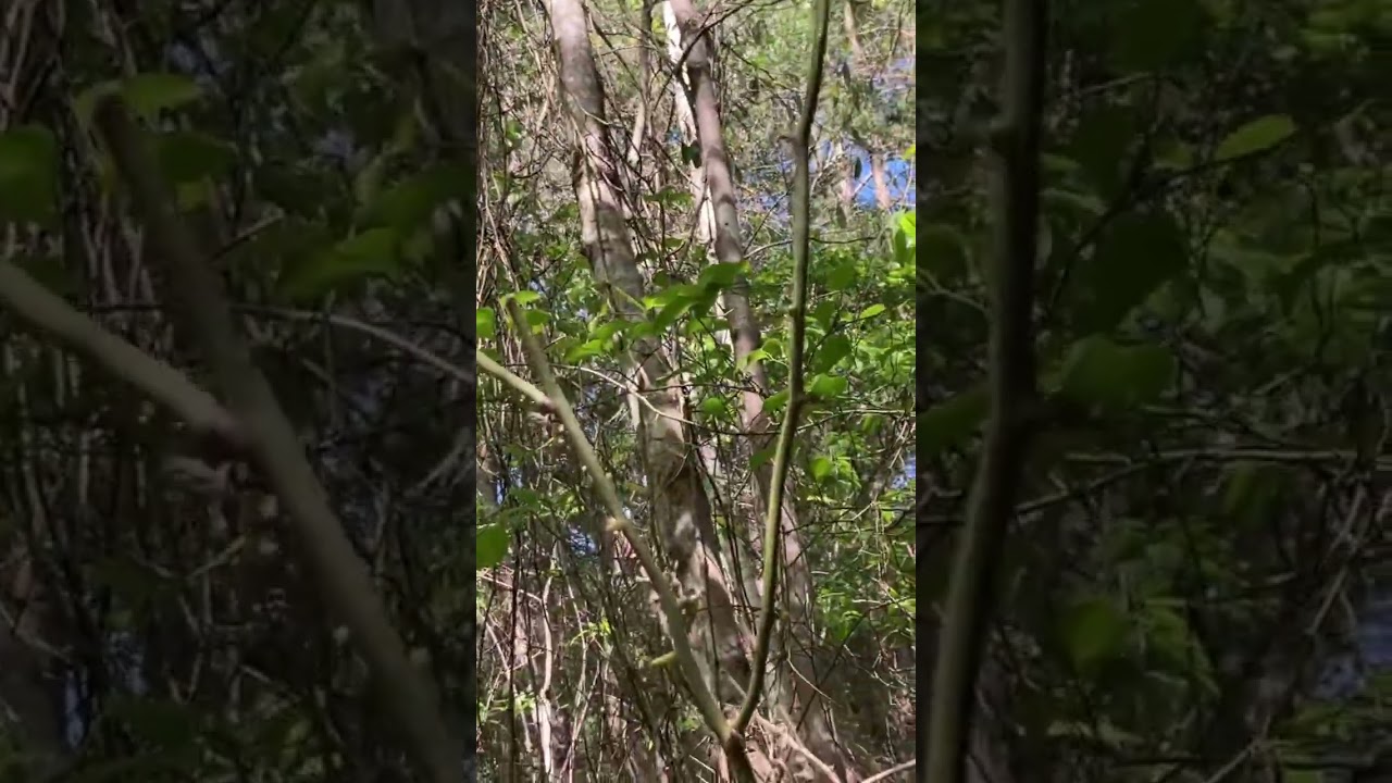 Woods with Thick Underbrush