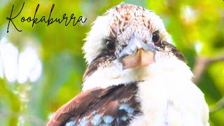 Download Lagu Laughing Kookaburra | Australian Classic Birdlife MP3