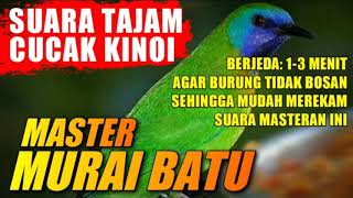 BURUNG MASTER MURAI BATU 🔴 SUARA CUCAK KINOI berjeda 1-3 menit