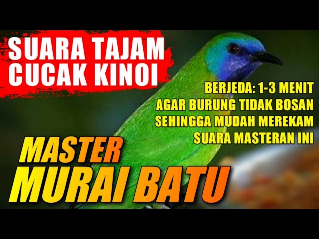 BURUNG MASTER MURAI BATU 🔴 SUARA CUCAK KINOI berjeda 1-3 menit class=
