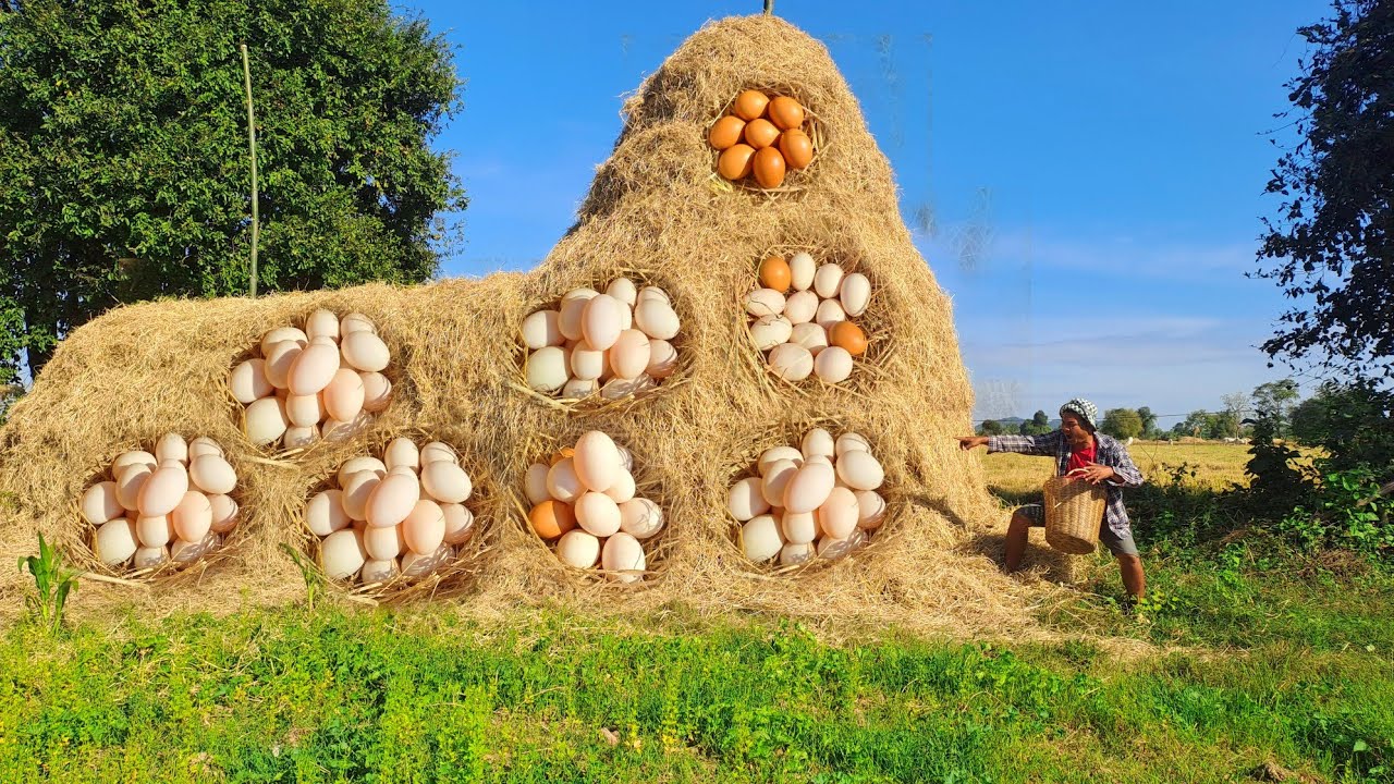 TopLuckyFisherman! Collect eggs on straw in the field by hand