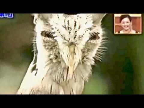 shapeshifting-transformer-owl-...strange-creature-defense-mechanism