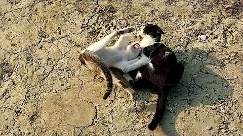 Video 11892131: cats cute pets compilation, cat adorable meow, cats meow funniest, compilation cat sounds