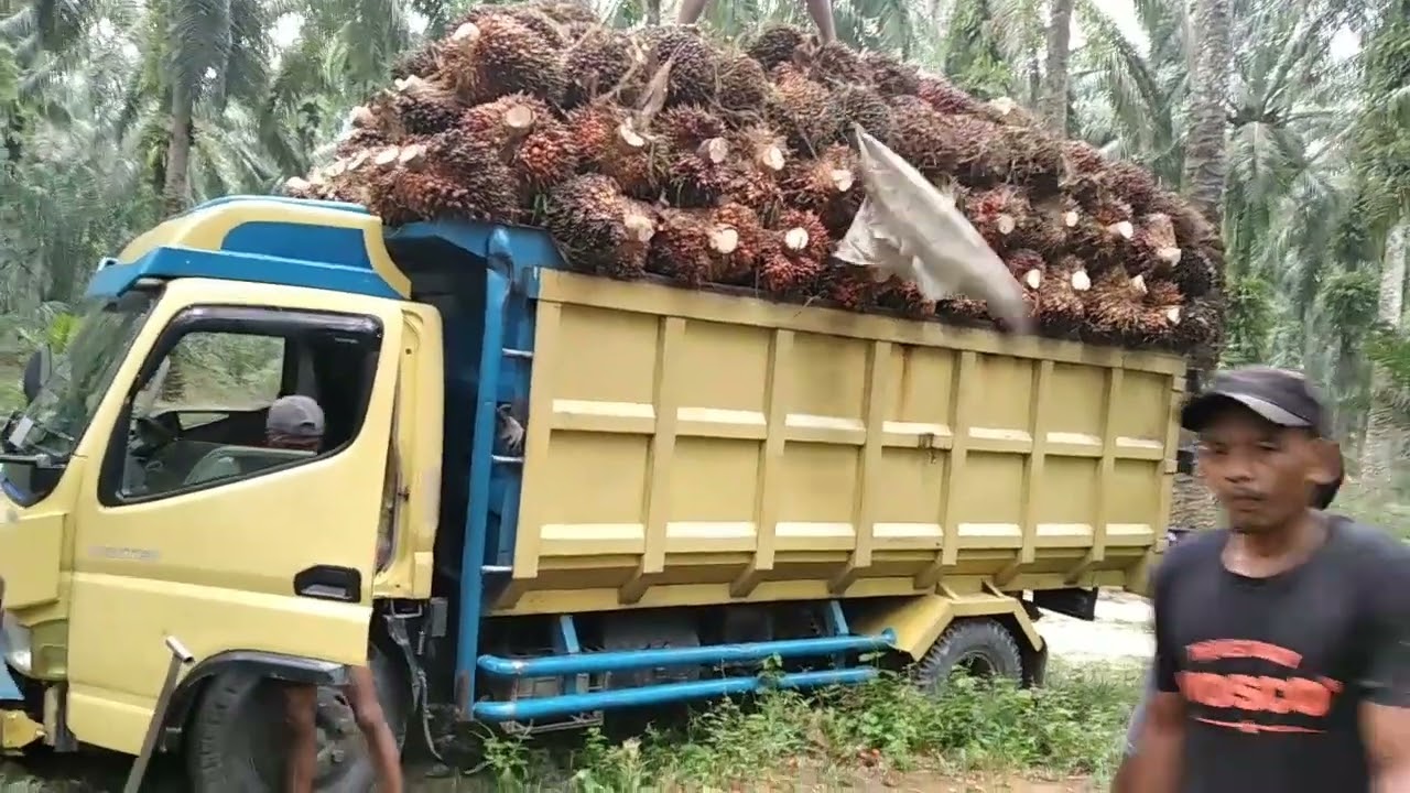 kelakuan pemuat sawit yg konyol