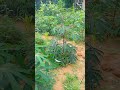 Boa tarde pessoal 🇧🇷 plantação de mandioca