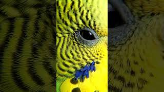Parakeet Eye Macro