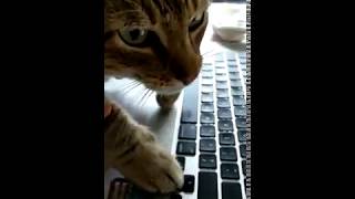 Computer Programmer Cat