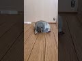 何も無い日常#リチャードソンジリス #ピー助 #リス#pets