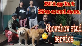 chowchow stud service