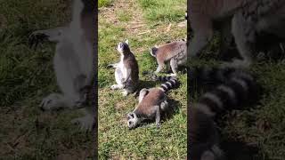 Lemurs at JMC, Lemurs are classified as "prosimians" which translates to "before monkeys" #lemur