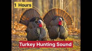 Wild Turkey Hunting Sound 1 Hour 🦃 | Real USA Turkey Call Audio1 Hour Wild Turkey Sounds for Hunting