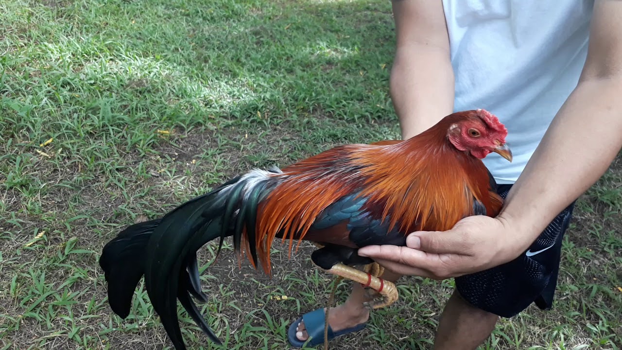 Holding my future broodstag a pure Allen Roundhead 5 1/2 months old