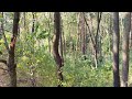 Крюківщина природа та ліс у Київській області та заказник Озерне 4к видео 