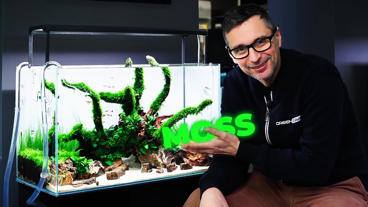 Creating a Moss-Covered Root Aquascape in a 60P Tank