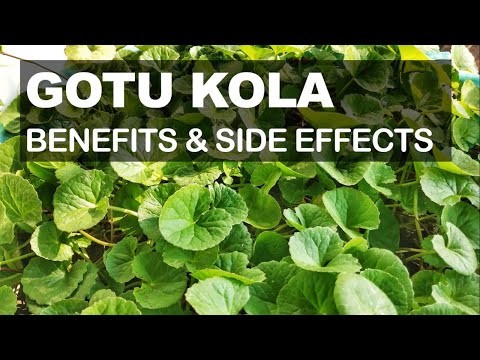 Gotu Kola Health Benefits and Possible Side Effects