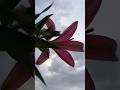 Beautiful morning 🌷🤍 #youtube #flowers #garden #nature #gardening #plants #trending #hindisong #yt