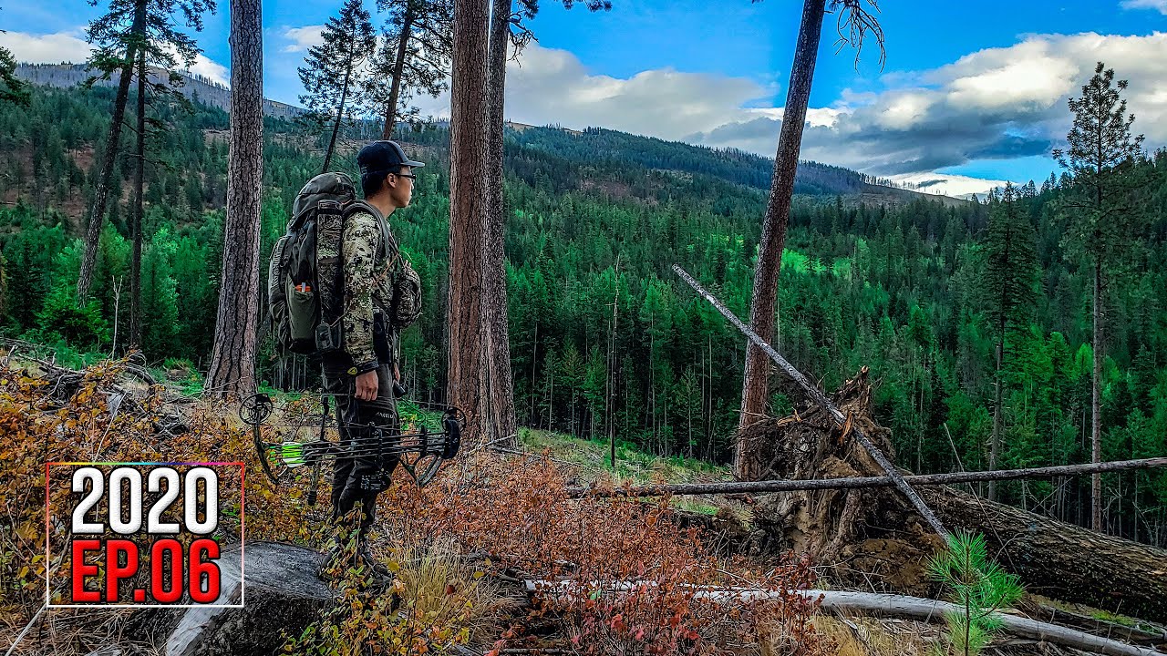 FULL DRAW ON A 6 POINT Washington OTC Archery Elk Hunt 2020 Hunting